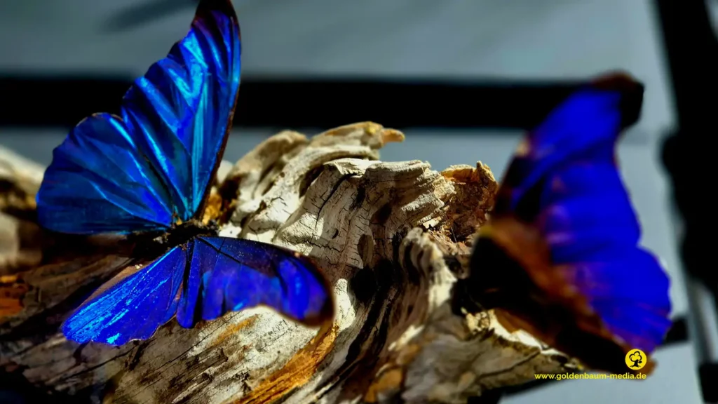 Präparation eines blauen Schmetterlings in einer Glasvitrine