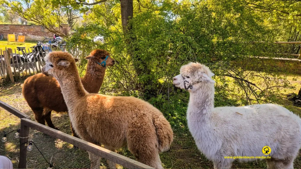 Kinder beobachten Alpakas auf dem Hofgut Buckenberg in Pforzheim
