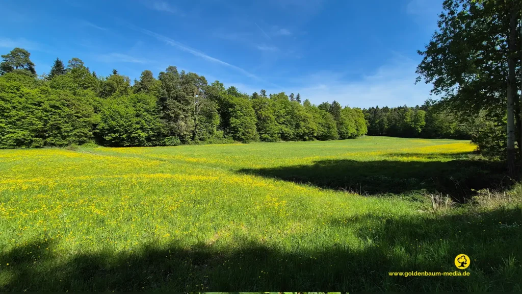 Schöne Wiesenlandschaft im Frühjah. Seitlich begrenzt durch Weg bzw. Waldrand
